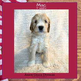 Boy 1 - male Goldendoodle puppy in North Conway, New Hampshire from Arbor Grace Doodles