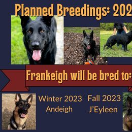 German Shepherd Puppies from Austerlitz German Shepherds