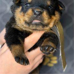 1st pick Female (Reserved for Obsessions Rottweilers) - Black and mahogany female Rottweiler puppy in Fredericktown, Missouri from Obsessions Rottweiler