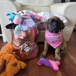 CARMELLA - Dark Purple Collar Fawn Girl - Fawn female Mastiff puppy in Auburn, Kansas from Puppy Paradise:  English Mastiff Puppies & Standard Goldendoodle Puppies