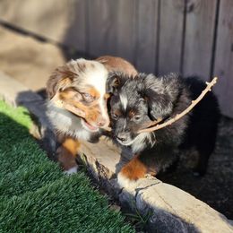 Miniature American Shepherd and Miniature Australian Shepherd Puppies from ATX Mini Aussies