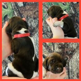 Red Collar - Liver and white female German Shorthaired Pointer puppy in Bluffton, South Carolina from Lowcountry Southern GSP'S