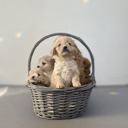 Cockapoo Puppies from East St. Poodles & Doodles