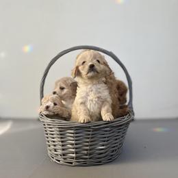 Cockapoo Puppies from East St. Poodles & Doodles