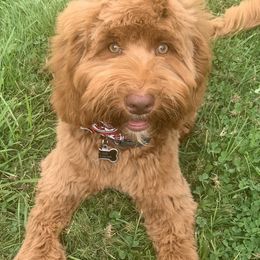 Lilo - Australian Labradoodle