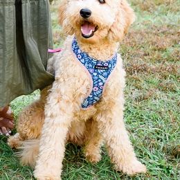 Honey - Goldendoodle