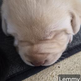 Lemmy - Yellow male Labrador Retriever puppy in Greenwich, Ohio from Pure Gem Kennel