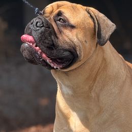 Bullmastiff Puppies from Amulet Bullmastiffs