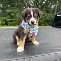 S'more's - Black tri male Miniature Australian Shepherd puppy in Corbin, Kentucky from Lightning K Kanine’s