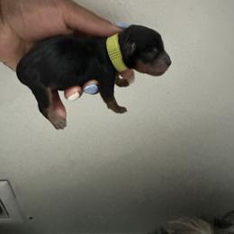 Boy 1 - Black and tan male Yorkshire Terrier puppy in Selden, New York from Alisha's Yorkshire Terriers