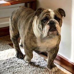 Bulldogs from Tyler's Bulldogs