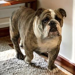 Bulldogs from Tyler's Bulldogs