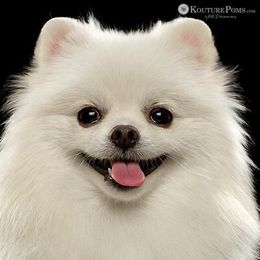 Khloe - Pomeranian
