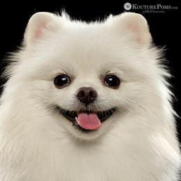 Khloe - Pomeranian