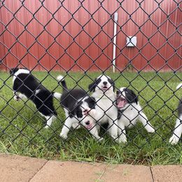 Border Collie and Rottweiler Puppies from KJB Kennels