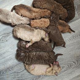 Girl 8 - Brown female Chesapeake Bay Retriever puppy in Soap Lake, Washington from Desert Oasis Kennels