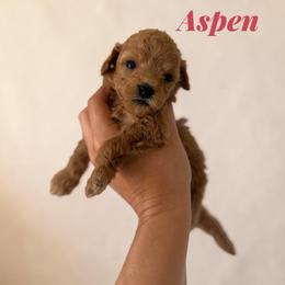 Aspen - Apricot female Goldendoodle puppy in Hughesville, Maryland from Fox Run Farm