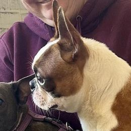 RIP - Boston Terrier