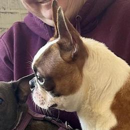 RIP - Boston Terrier
