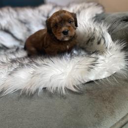 Goldendoodle Puppies from Lady Paws Puppies
