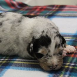 Nova - Blue merle female Australian Shepherd puppy in Kansas, Oklahoma from Windy G Farm