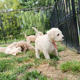 Phoenix - red collar - Cream female Labradoodle puppy in Fostoria, Michigan from North Country Kennel Club