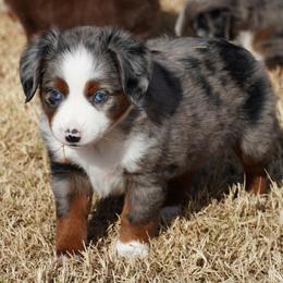 Blue Merle 1 - Blue merle female Miniature Australian Shepherd puppy in Lawton, Oklahoma from Lindsey’s Aussies