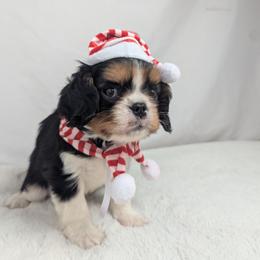 Ringo - Tri-color male Cavalier King Charles Spaniel puppy in Seymour, Missouri from Painted Blessing's AKC Cavaliers LLC