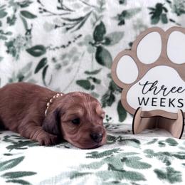 Hallie - Red female Dachshund puppy in Dothan, Alabama from Little House Pups