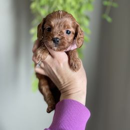 Cocoa baby - Red Cavapoo puppy in Moses Lake, Washington from The Cav Family