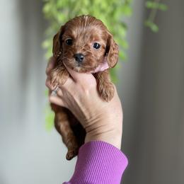 Cocoa baby - Red Cavapoo puppy in Moses Lake, Washington from The Cav Family