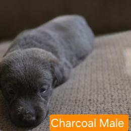 Charcoal Male - Black male Labrador Retriever puppy in Anderson, Texas from TLS Retrievers
