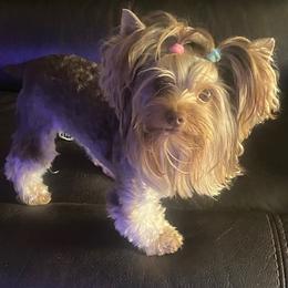 Yorkshire Terrier puppies from Yorkie’s Klassie Kreations