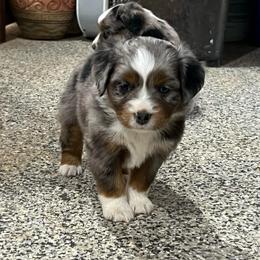 Billy - Blue merle male Toy Australian Shepherd puppy in Nocona, Texas from Rafter O Toy Aussies and Mini Heelers