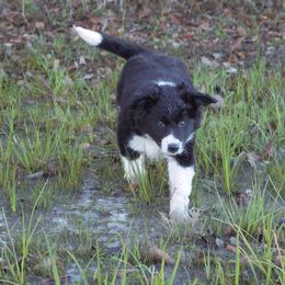 Border Collie Puppies from Zahara Border Collies
