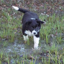Border Collie Puppies from Zahara Border Collies