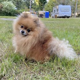 Buggy - Pomeranian