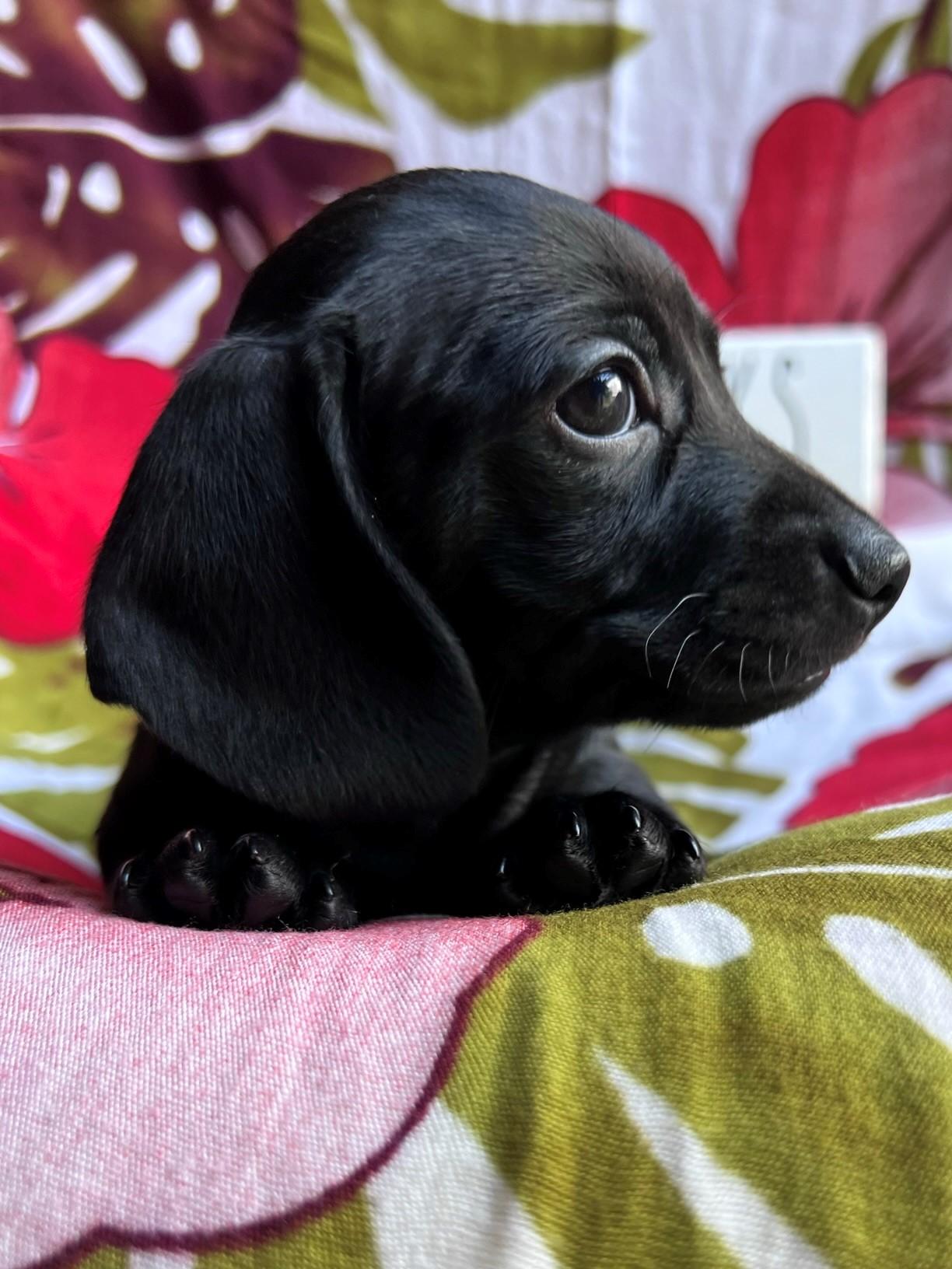 Weenie Boops in Florida | Dachshund puppies | Good Dog