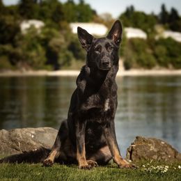 Raya - German Shepherd