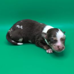 Remi3Boy5- RMM,Long,AKC,OFA,Genetics - Red merle male Australian Shepherd puppy in South Hill, Virginia from Silverside Aussies LLC