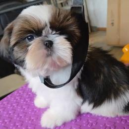 Girl 4 - female Shih Tzu puppy in Riverside, California from Raincross Shih Tzu