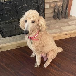 Goldendoodles and Poodles from Milley’s Poodles and Doodles