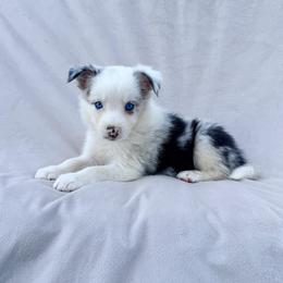 Blue Merle Female - Blue merle female Border Collie puppy in Okeechobee, Florida from Cowtown Corgis & Border Collies