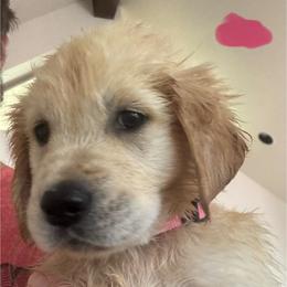 Pink - Light golden female Golden Retriever puppy in Norman, Oklahoma from Golden Kiss Retrievers