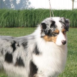 Australian Shepherds from Briarbrook Australian Shepherds