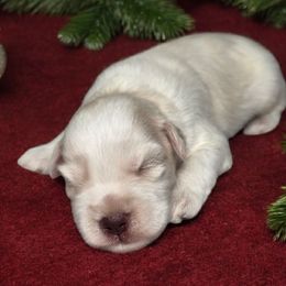 Frost - Wheaten male Miniature Schnauzer puppy in Magalia, California from NorCal Schnauzers
