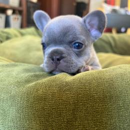 Sleepy - Blue fawn male French Bulldog puppy in Rathdrum, Idaho from Smart Pomskies and Frenchies