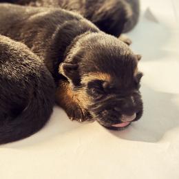 German Shepherd Puppies from vom Hermes German Shepherds