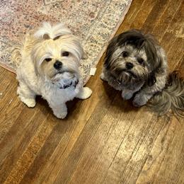 Shorkies from Roover's Oklahoma Shorkies