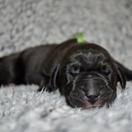 Maker's Mark - Black and white male Great Dane puppy in Chapmansboro, Tennessee from Balthrop Bend Farms